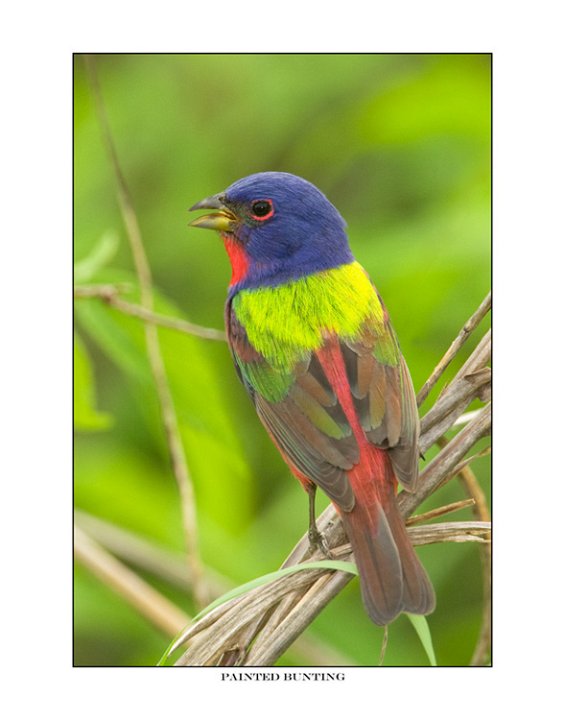 298 painted bunting.jpg